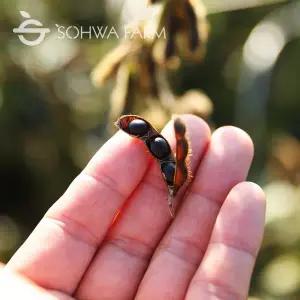 [소화농장] 2025년 쥐눈이콩  1kg 약콩 서목태