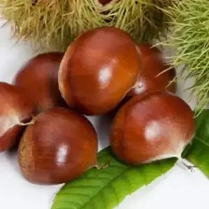 충주밤 (대)2kg/ 이장님네 농산물 (맛 100%보장)