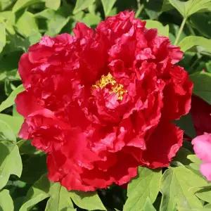 목단 (욱항) 겹꽃목단 나무 묘목 개화주 1지 봄꽃 정원 조경나무 (목하원예조경)