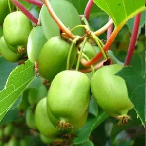 왕다래 용성2호 4치 장포트묘 다래나무 묘목 정원과일나무 노지월동(목하원예조경)