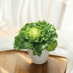 갑조네 꽃양배추 꽃배추 모종 잎모란 월동식물 학교