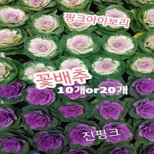 꽃배추-10개or20개/추운겨울엔 월동최고