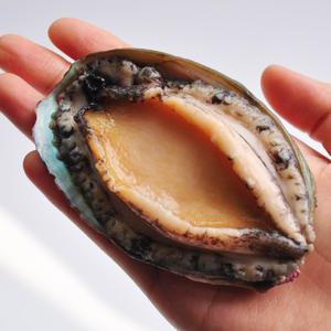 [완도발송] 싱싱한 활전복 1kg (전복세척솔 포함)