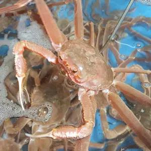 나라수산 영덕 일반 대게 5마리 10마리 9cm