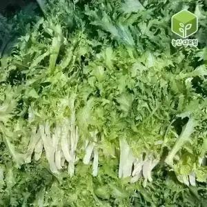 국내산 샐러드 쌈채소 치커리 2kg
