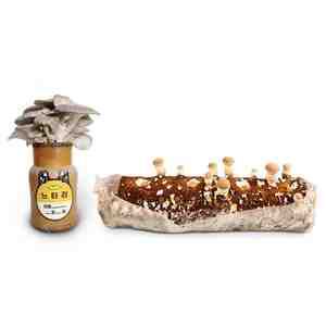 집에서 버섯키우기 키트 표고버섯+느타리