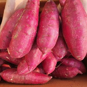 해남 세척 꿀고구마 특상 5kg