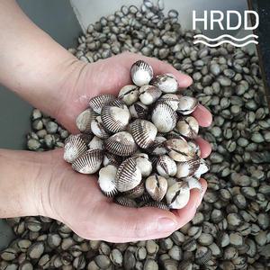 새꼬막 10kg 반찬용 벌교 꼬막 비빔밥 꼬막전 꼬막 소