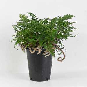 후마타 고사리 중형 모종 반음지 식물