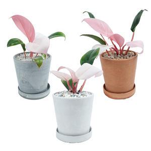 서비내 핑크 콩고 Pink Congo 완제품 인테리어 플렌테리어 강화플라스틱 공기정화식물 받침세트