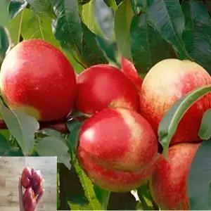 신비복숭아나무 묘목 접목 1년생특묘 천도 복숭아 정원과일나무 노지월동 (목하원예조경)