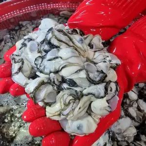 통영 서민갑부 생굴 평화수산 통영굴 1kg