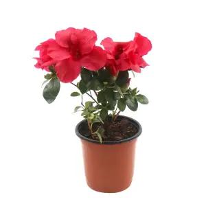 갑조네 서양철쭉(랜덤) 꽃모음전 무료배 송