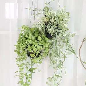 갑조네 디시디아 애플(소)