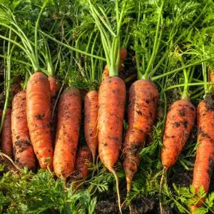 채소다움 신선한 제주 구좌 흙당근 5kg