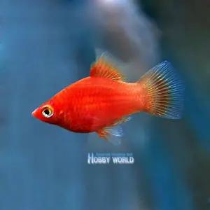 열대어 삼각플래티