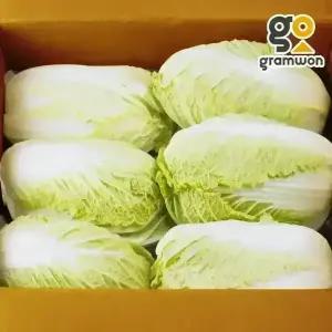 알배추 알배기 쌈배추 12통 속노란 단배추