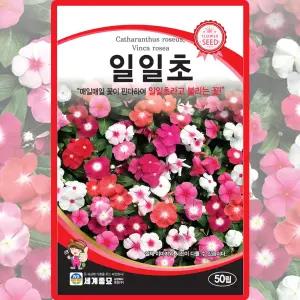 세계종묘 일일초 씨앗 50립 일일초 꽃씨 종자