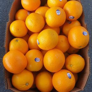 고당도 오렌지 17kg 블랙라벨 네이블 발렌시아 오렌지