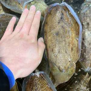 서해안 생물 갑오징어 회 숙회 찜 횟감용1kg