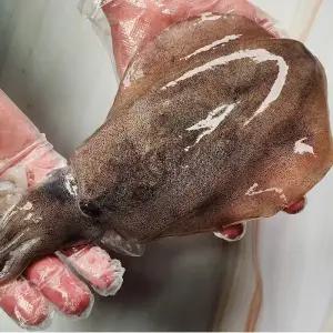 성후수산 가을 동해안 무늬오징어 횟감용