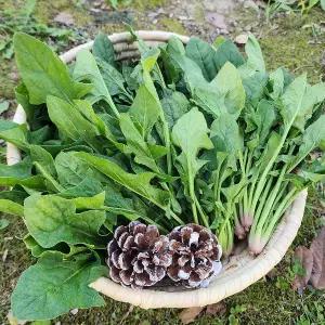 국내산 남해 보물초 해풍 시금치 1kg