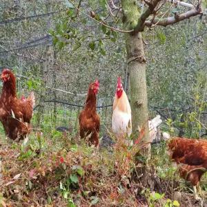 동물복지 자유방목유정란 40구