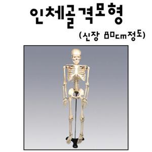 정형외과 인체 골격 모형 중형 뼈모형 80cm 인체모형