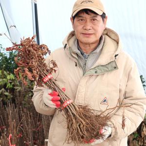 마가목나무 묘목 1년생 2년생 약용수 특용수 정원 조경나무 원예 가드닝