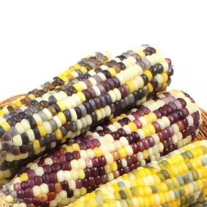 냉동 얼룩이옥수수 왕특(18~20cm내외) 15개/ 2세트 구매시 35개 발송