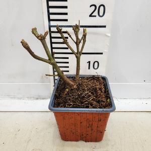 개쉬땅나무 묘목 샘 p9포트 나무언니