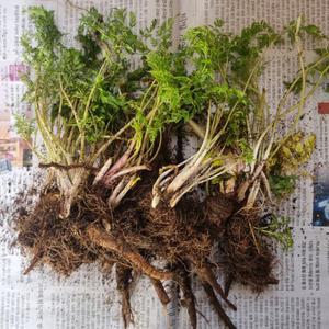 텃밭 모종 전호나물 눈개승마 부지깽이 삼동파 명이 어수리 아스파라거스 두릅 당귀 작약 엄나무 삼잎국화