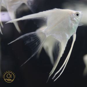 플래티넘 엔젤피쉬 1마리