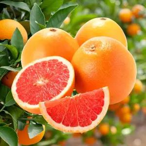 포미식탁 레드자몽 그레이프프루트 대 20과 (개당350g내외)