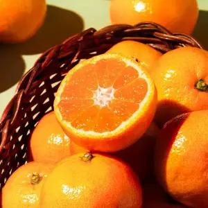 불로초 감귤 1kg 팩