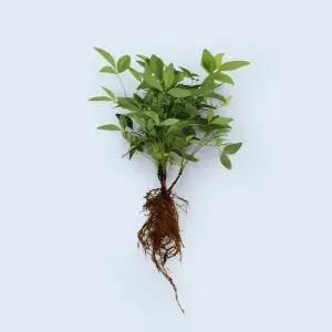 남천나무 세척 모종 소형 수경재배 식물 키우기쉬운 인테리어 실내공기정화 식물