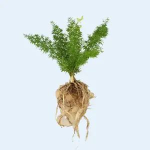 아스파라거스 메이리 세척 모종 소형 수경재배 식물 키우기쉬운 인테리어 실내공기정화 식물