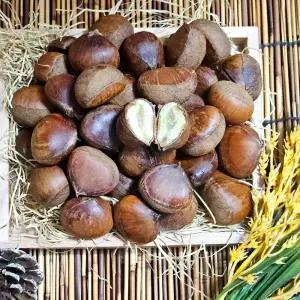 25년 햇 공주밤 1kg 2kg 햇밤 알밤 칼집밤