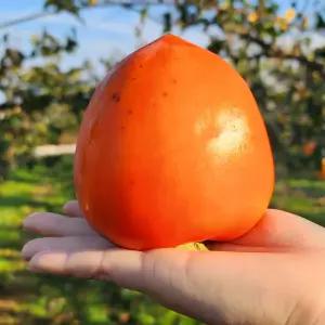 영암 대봉감 35과내외 10kg 대봉시 홍시 곶감용