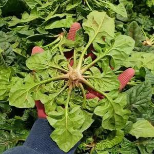 산지직송 남해섬초 시금치 1kg 제철음식 시금치