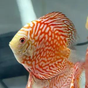 [주니멀열대어][디스커스키우기] 피죤 타이거 디스커스 [ 2.8