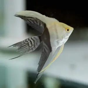 [주니멀열대어]하프블랙 레이스 엔젤피쉬 5cm 내외관상어