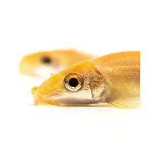 [주니멀열대어]골든 알지이터 4cm 내외 3마리 set관상어