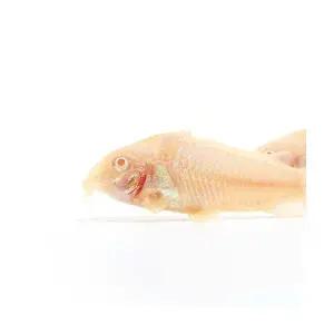 [주니멀열대어][화이트] 알비노 코리도라스 3cm 내외 [1마리 / 5마리 세트]관상어