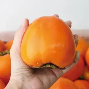 대봉감 홍시 곶감용 대봉시 4.5kg (16~20과) 중대과