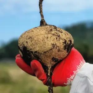 산지 국내산 제주 세계10대 슈퍼푸드 히카마 멕시코 감자 8kg