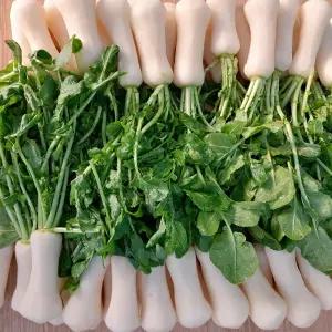 강원도 영월 고랭지 절임 알타리무 5kg 10kg 세척 총각무