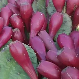 2025년 천년초열매 신안 선인장 열매 생과 2 3 5kg 10kg