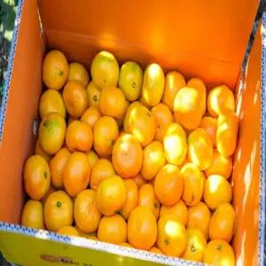 [농장직송] 제주도 신선 노지 감귤 로얄과(S-M) 10kg