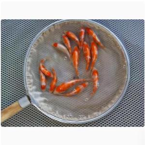 치어 관상어 디스커스 양어장 섬세한 금붕어 베타 선별 유어 뜰채 비단잉어